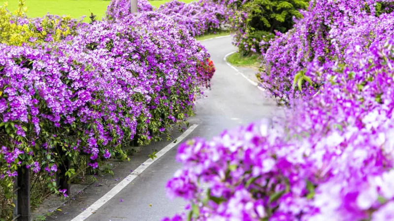 紫爆花海太夢幻！苗栗通霄「蒜香藤花廊」炸開9成　交通景點一覽
