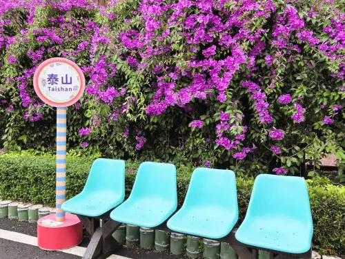 ▲新北泰山楓樹河濱公園蒜香藤。（圖／泰山區公所提供）