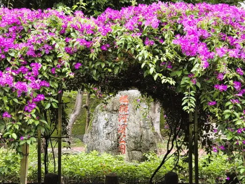 ▲新北泰山楓樹河濱公園蒜香藤。（圖／泰山區公所提供）