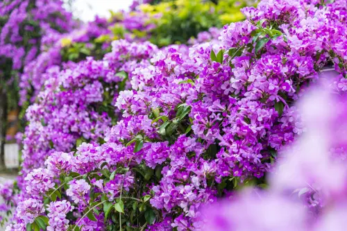 ▲通霄鎮楓樹里「蒜香藤花廊」。（圖／IG@dust._journey提供）