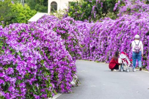 ▲通霄鎮楓樹里「蒜香藤花廊」。（圖／IG@dust._journey提供）