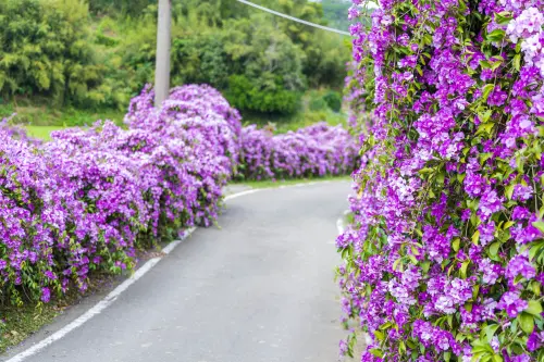 ▲通霄鎮楓樹里「蒜香藤花廊」。（圖／IG@dust._journey提供）