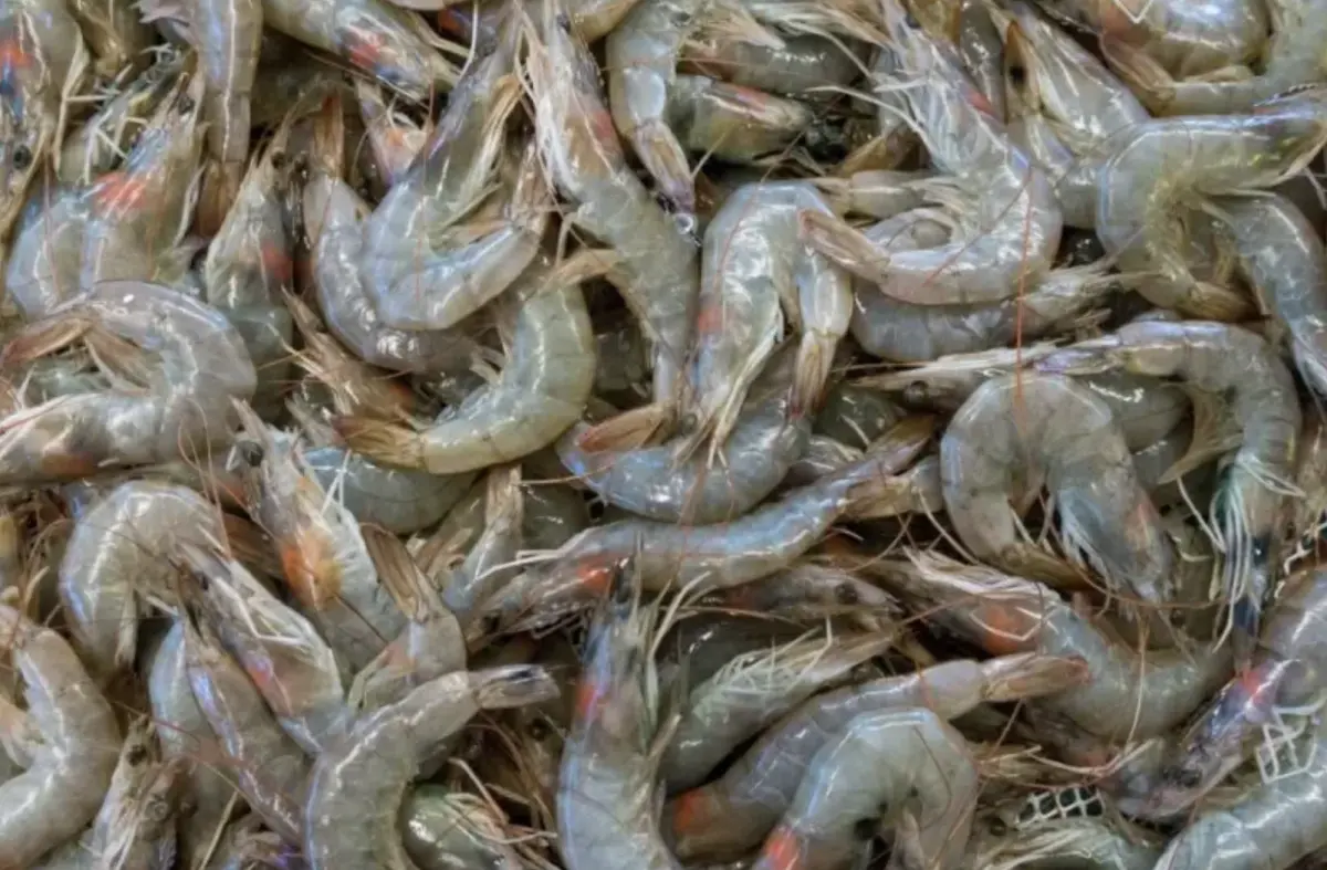 中國害宏國白蝦雪崩67%！反對派促與台復交 葉元之：外交部快動作