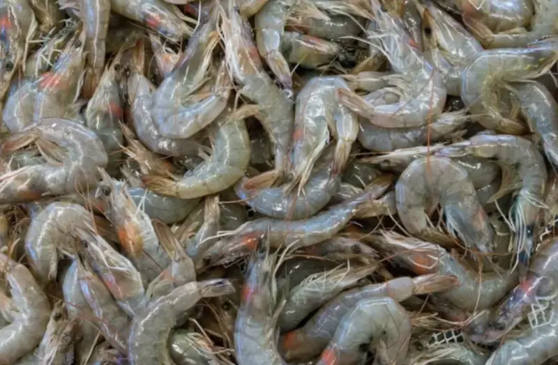 宏都拉斯白蝦不要了？中國學者評論宏國大選恐變天：斷交也不可惜