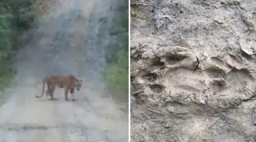 馬來西亞彭亨州連日出現老虎蹤跡　6村逾300居民人心惶惶
