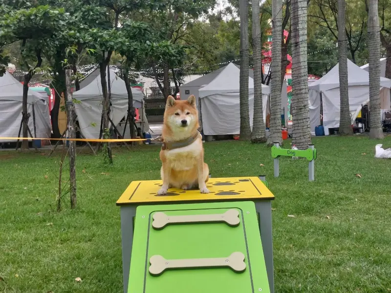 狗狗也有新北耶誕城能玩！樂園11/29降臨板橋　設施、活動搶先看