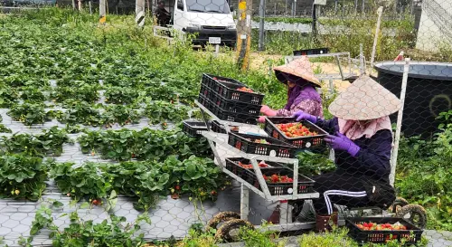 農業移工放寬增草皮、芽菜產業　北區申請這類最大宗
