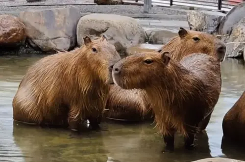 ▲鹿爺爺農場內的水豚君都被照顧得很好。（圖／鹿爺爺農場臉書）