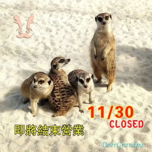 ▲「鹿爺爺農場」的狐蒙家族。（圖／鹿爺爺農場臉書）