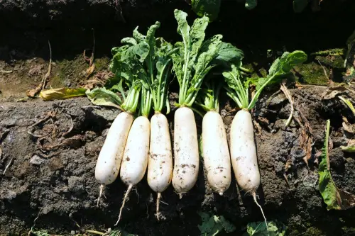 台灣白蘿蔔盛產價格便宜了！菜販讚：漂亮又甜　挑選5秘訣一次看
