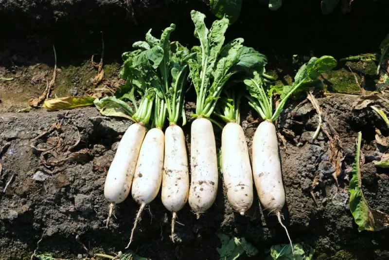 ▲每年11月到隔年3月是台灣白蘿蔔的盛產期，市場價格也出現波動，菜販廖炯程表示：「白蘿蔔現在是高CP值的代表」。（圖／農業部）