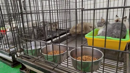 「捲耳金吉拉」煉獄！彰化貓園爆不當飼養　縣府：擇日開放認養
