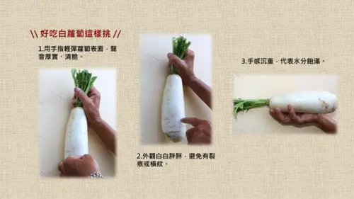 ▲白蘿蔔挑選的方式，可以拿起來秤重並查看外觀，只要越大顆、越重就越鮮甜美味。（圖／農業部）