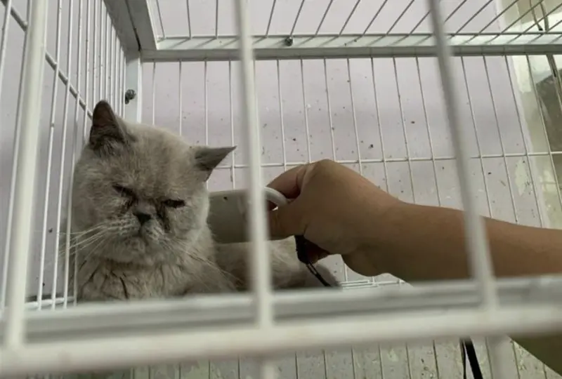 ▲彰化縣寵物業者「天使之戀貓園」被爆不當飼養，動防所到場稽查救出41隻貓，等健康恢復後，將開放認養。（圖／彰化縣府提供）