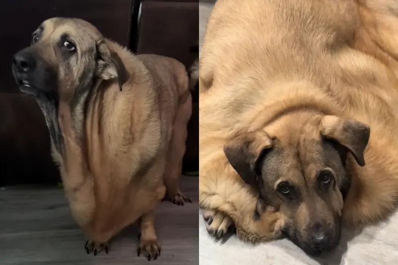 狗狗帶回家「全身融化變成爛泥」！跑10間醫院獸醫全傻眼：沒見過