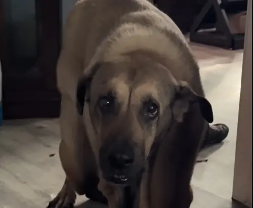 ▲（圖／TikTok@caramel_theflabbydog）