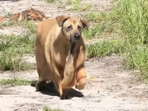 ▲（圖／TikTok@caramel_theflabbydog）