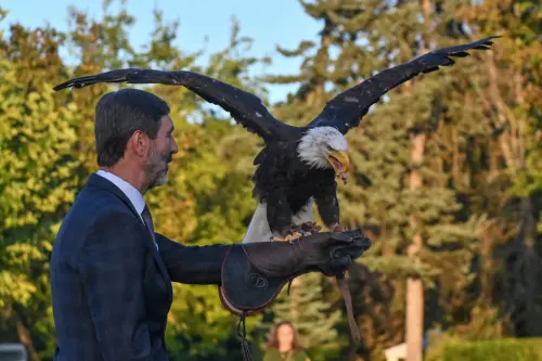 ▲「美國國鳥」白頭海雕，又名禿頭海鵰、白頭鷹、白頭鵰。（圖／美聯社／達志影像）