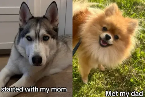 哈士奇媽交配博美爸生了！4歲混種犬爆紅　模樣傻眼：我叫博士奇
