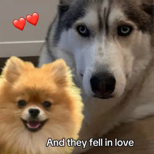 ▲飼主透露，自家愛犬的爸爸是隻博美犬（左），媽媽則是哈士奇（右）。（圖／TikTok@lu_the_pomsky）