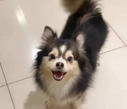 ▲Lu是一種叫做博士奇（Pomsky）的混血品種，臉部擁有哈士奇特有的水汪汪大眼，身形卻如同博美犬一樣小巧可愛。（圖／TikTok@lu_the_pomsky）