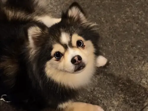 ▲Lu憑藉可愛外型在網路爆紅，至今已吸引超過百萬人觀看。（圖／TikTok@lu_the_pomsky）