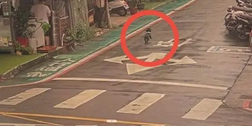 愛犬走失大街狂奔驚險畫面曝！粗心女飼主急壞　松山警暖心幫追回
