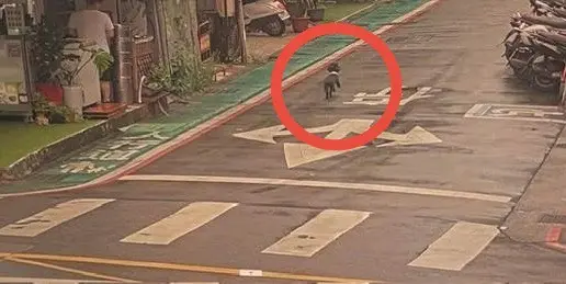 愛犬走失大街狂奔驚險畫面曝！粗心女飼主急壞 松山警暖心幫追回