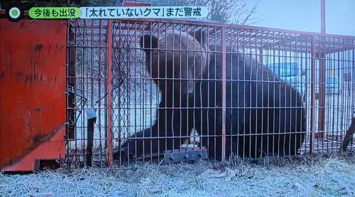 北海道捕獲380公斤巨型棕熊！疑曾推倒陷阱　大到獵人喊罕見
