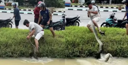 水溝出現巨蟒！男竟單手擒蛇　超長身軀嚇壞民眾

