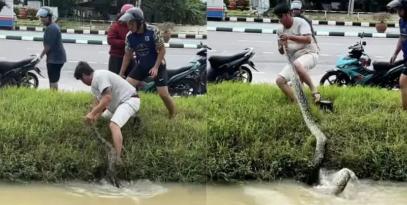 水溝出現巨蟒！男竟單手擒蛇　超長身軀嚇壞民眾