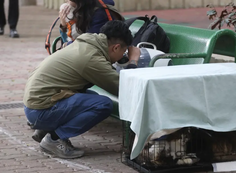 ▲香港消防27日清晨從宏建閣一戶住家救出9隻貓與1隻狗，飼主房先生見到牠們平安脫困，激動得眼眶發紅。（圖／翻攝自香港01）