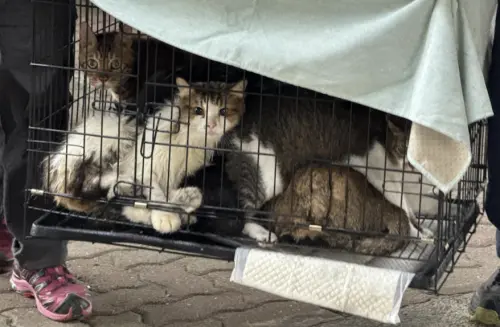 ▲房先生透過家中監視器與寵物餵食器的對講功能，向進屋的消防員指引貓狗可能躲藏的位置，最後10隻寵物全數被尋獲。（圖／翻攝自香港01）