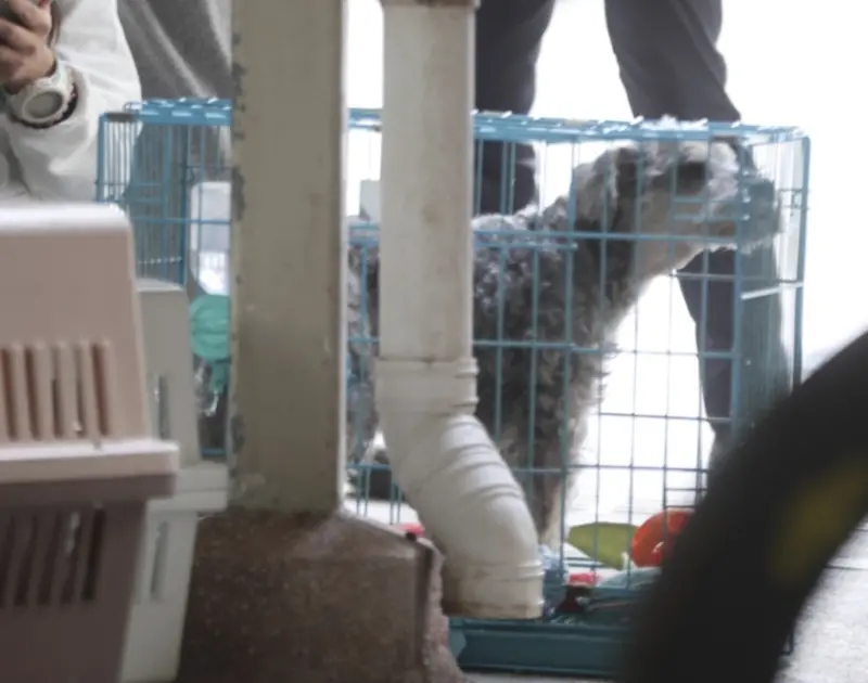    ▲香港愛護動物協會在火場周邊設立寵物認領區，消防員陸續救出多隻貓狗，現場有警員與動保人員協助飼主認領。（圖／翻攝自香港01）  