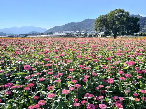 ▲新社花海大爆發(圖／觀旅局提供)
