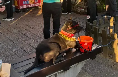 淡水老街黑狗戴墨鏡表演！動保處出手重罰飼主8萬　準備找新主人

