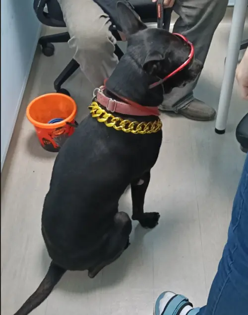 ▲飼主昨（26）日帶著黑狗「流氓」前往動保處說明。（圖／新北市動保處）