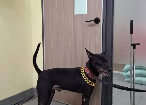 ▲動保處當場「流氓」沒入收容，並摘下太陽眼鏡，後續將對流氓的身體進行健康檢查，也將開放民眾認養。（圖／新北市動保處）