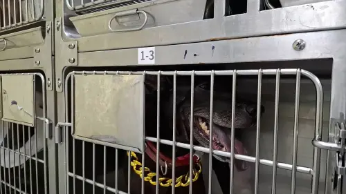 ▲動保處將會幫「流氓」找新主人。（圖／新北市動保處）