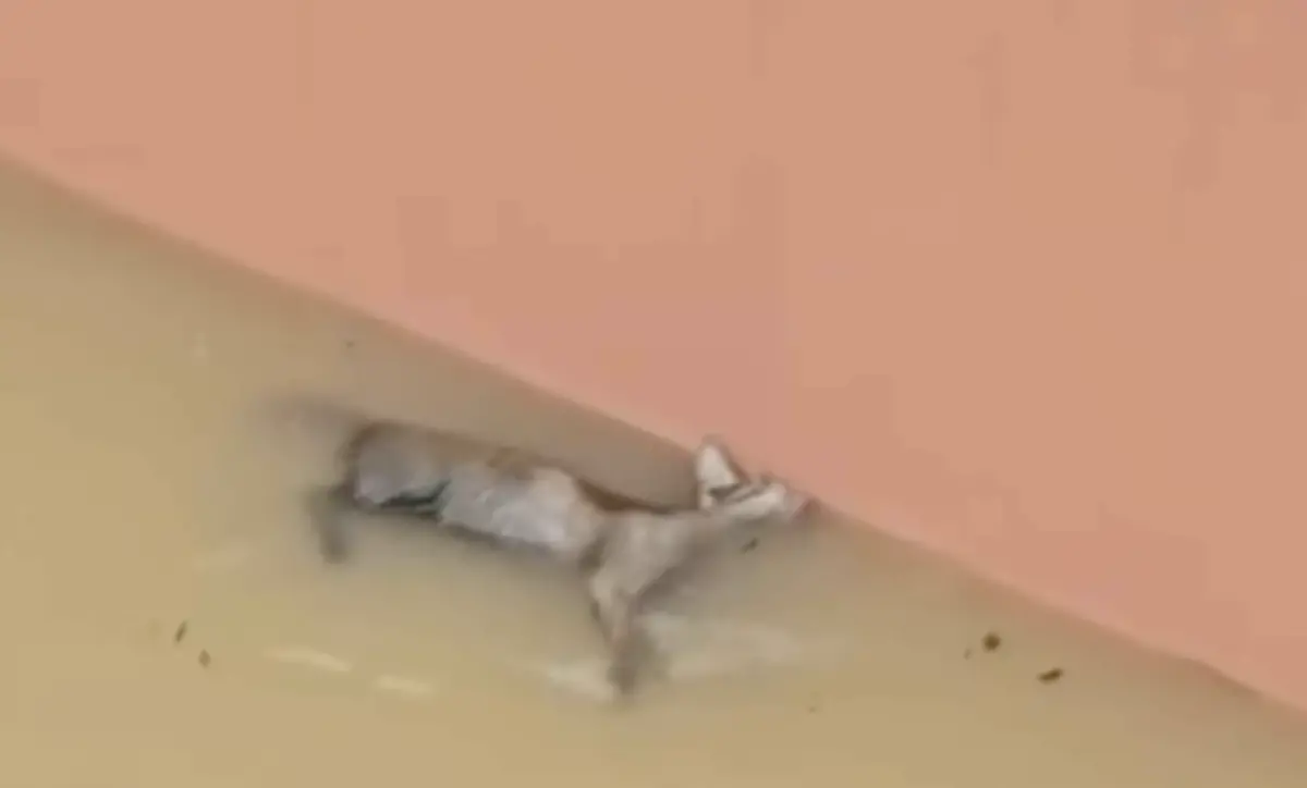 不忘救貓！泰國南部大淹水 感人畫面曝