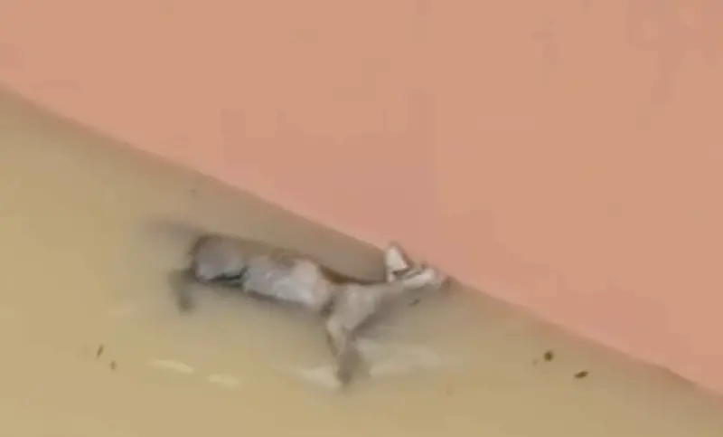 影／不忘救貓！泰國南部大淹水　感人畫面曝