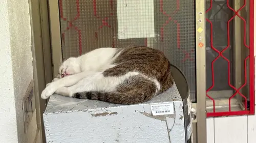 ▲咪咪在飲水機上方睡到翻，其他所貓不敢挑戰其地位。（圖／記者顏幸如攝，2025.11.28）