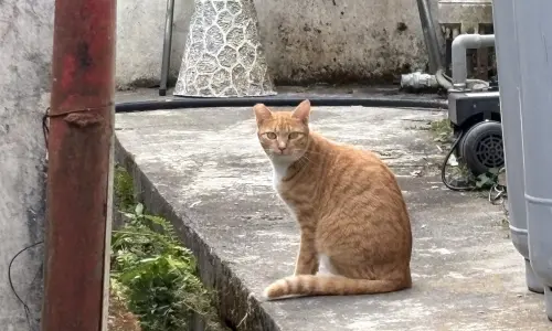 ▲敏感的小橘是「I貓」，不待陌生人接近就躲得遠遠的。（圖／記者顏幸如攝，2025.11.28）