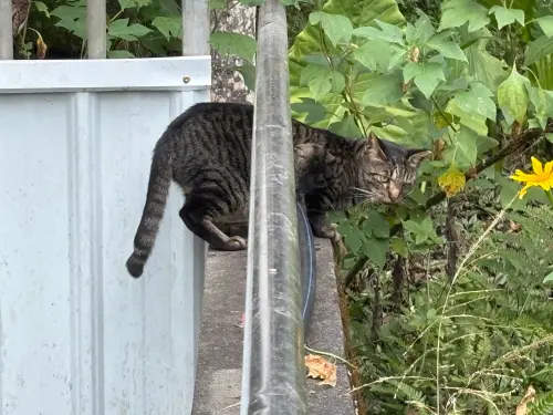 影／貓的報恩太驚悚！房客們愛玩交換禮物　警見棄屍現場囧爆
