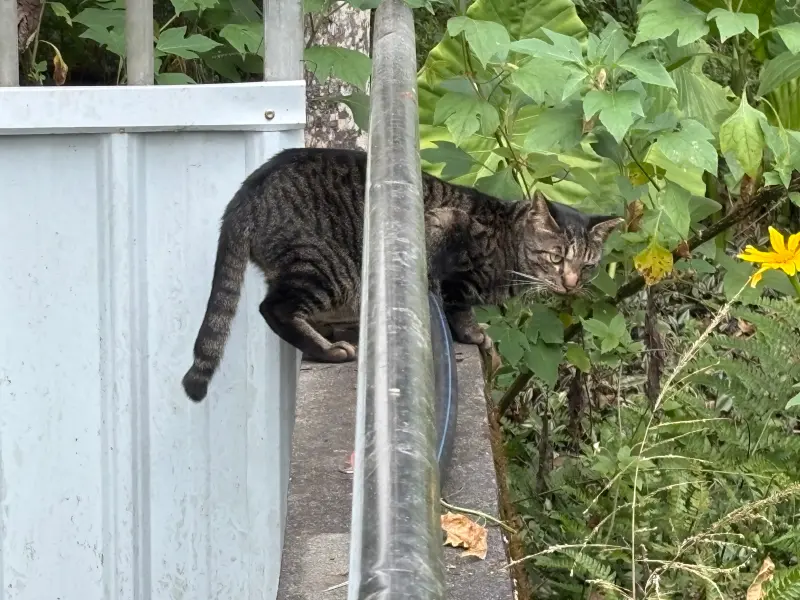 影／貓的報恩太驚悚！房客們愛玩交換禮物　警見棄屍現場囧爆
