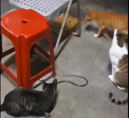 ▲小橘（右上）很怕陌生人，卻是抓蛇好手。（圖／警方提供，2025.11.28）