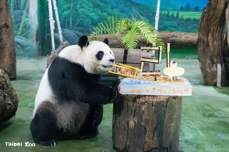 ▲大貓熊「圓圓」，邁入高齡觀察期，北市動物園已啟動更完整的高齡照護模式。（圖／台北市立動物園）