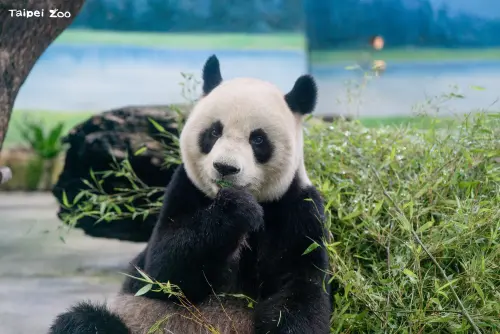 ▲大貓熊「圓圓」，邁入高齡觀察期，北市動物園已啟動更完整的高齡照護模式。（圖／台北市立動物園）