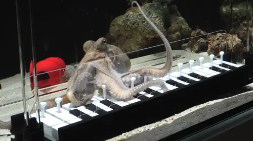 海鮮市場救章魚回家！他竟成功訓練彈鋼琴　超狂合奏驚呆555萬人
