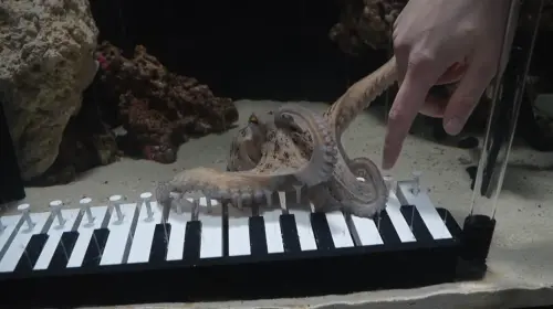 ▲（圖／翻攝自YT頻道「Mattias Krantz」）